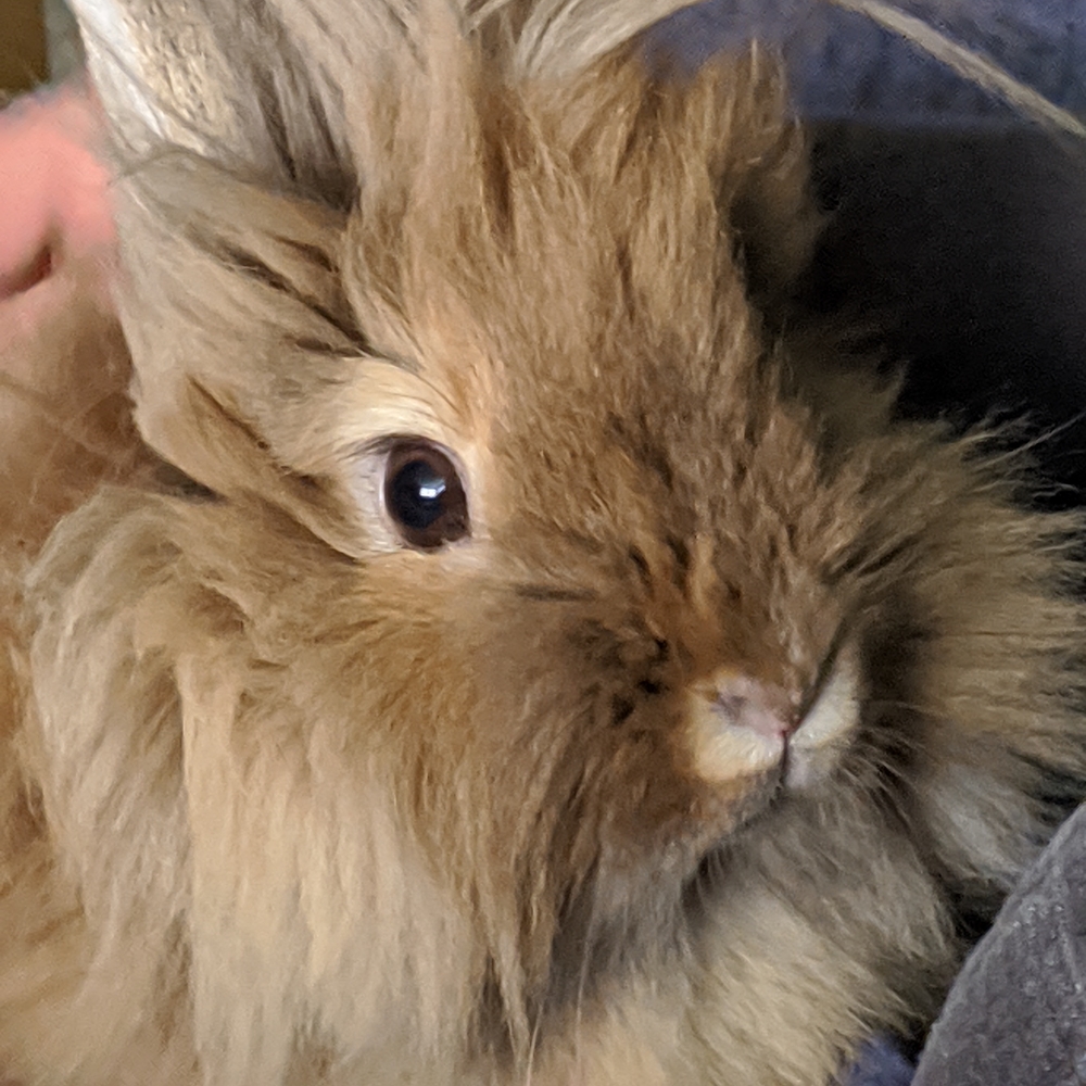 ⭐Created For Live Shows⭐ Please Like & Share to be Notified⭐